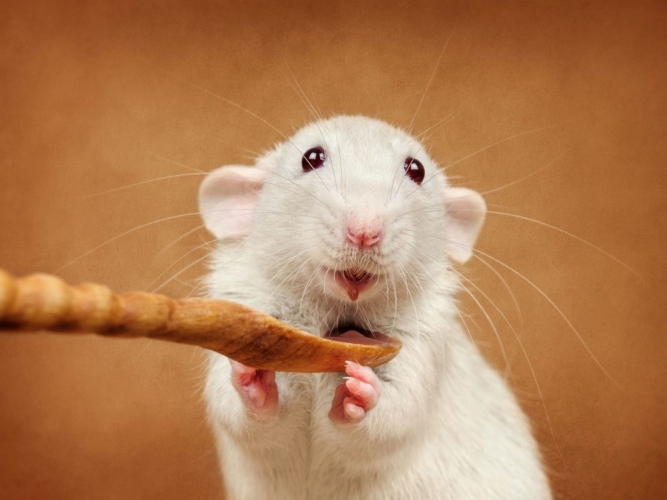 Comment reconnatre un rat content ?
